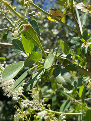 Ceanothus palmeri, photograph (c) Mark Valen, some rights reserved (CC BY)