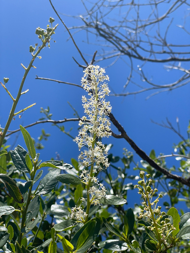 Ceanothus palmeri, photograph 3