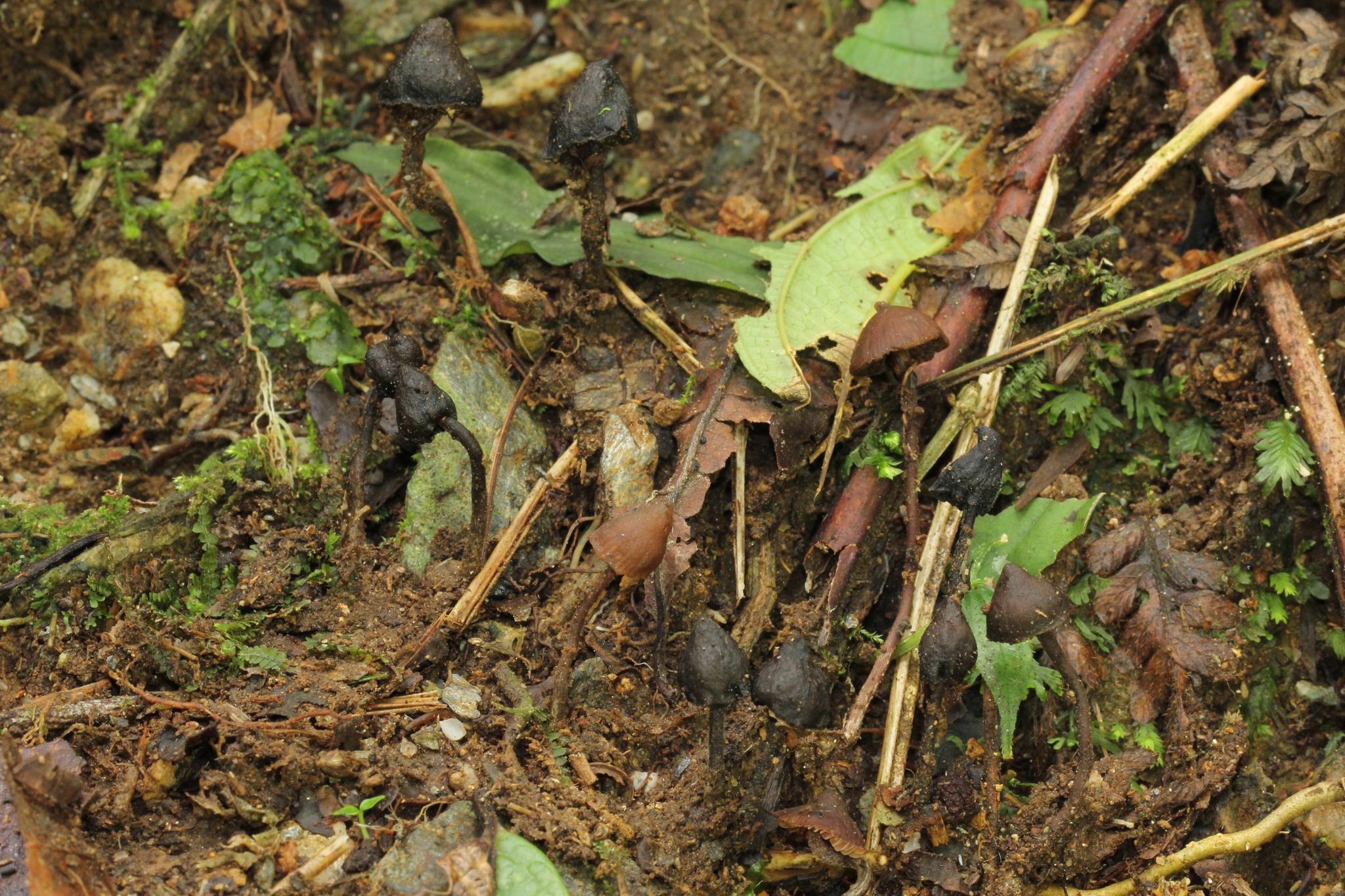Psilocybe heimii image