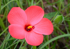 Abelmoschus moschatus tuberosus