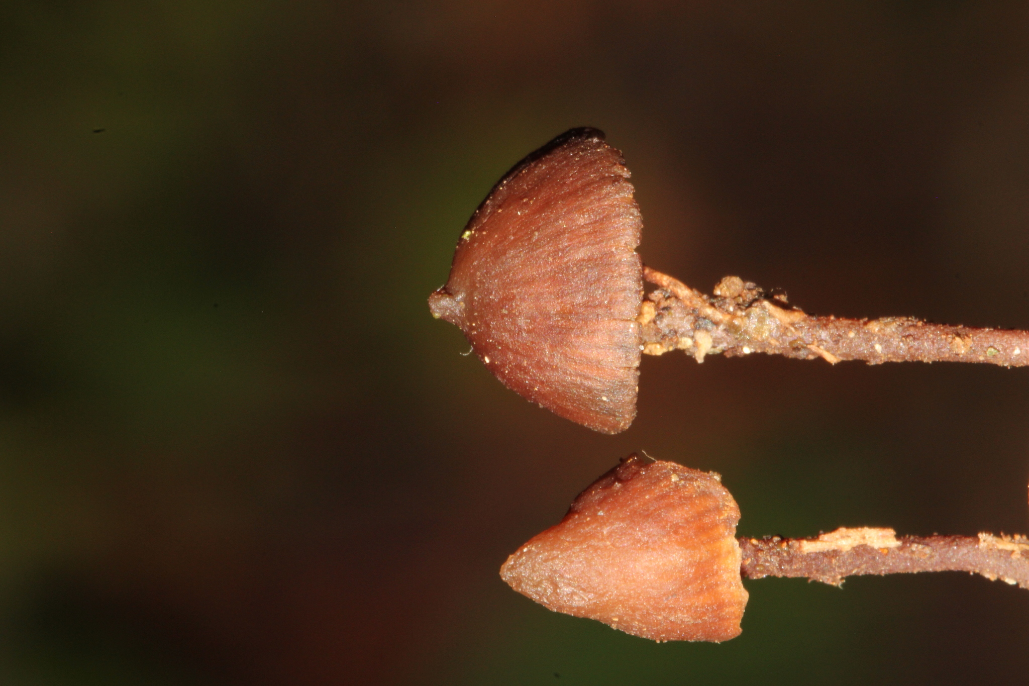 Psilocybe heimii image