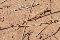 Smith's Sand Racer photo 5