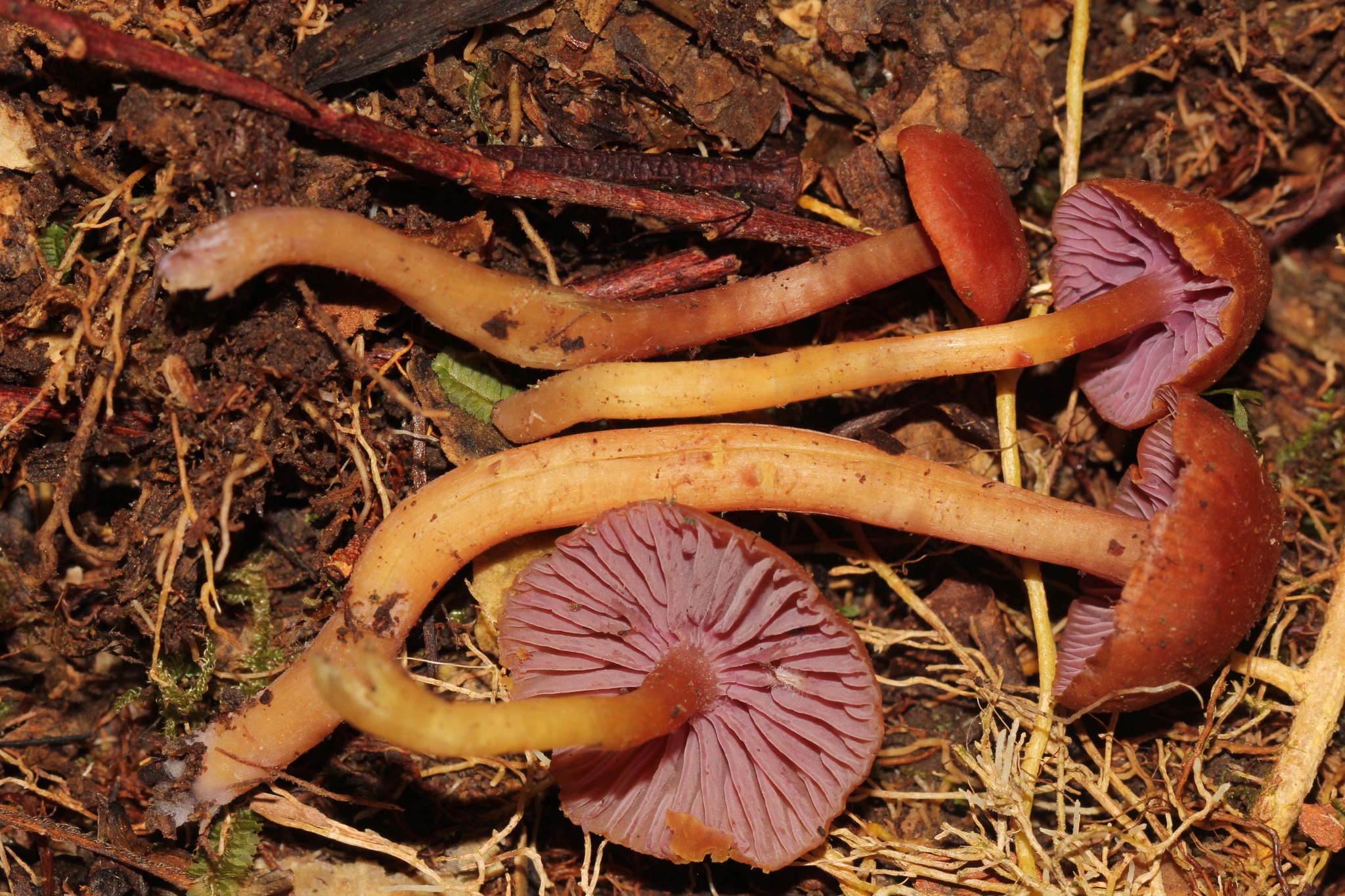 Hygrocybe purpureofolia image