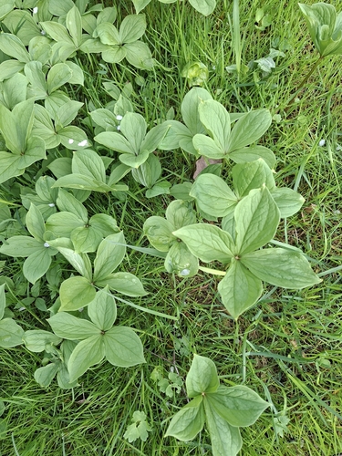 Herb Paris