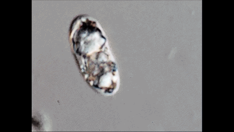 Macromonas mobilis