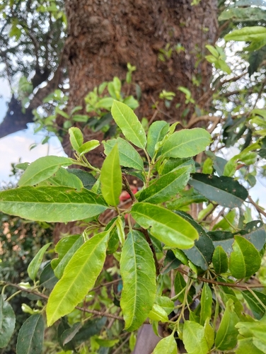 Red stinkwood