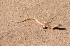 Smith's Sand Racer photo 4