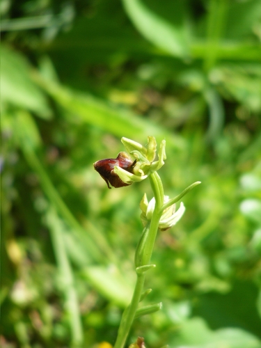 Ophrys sphegodes sphegodes