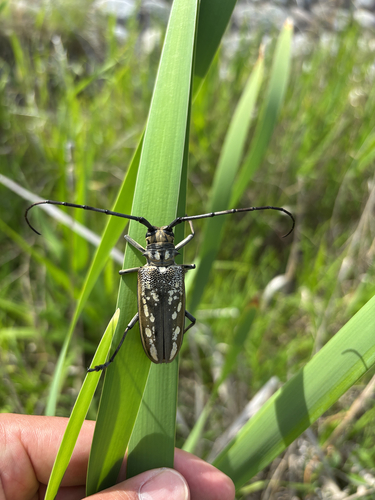 White-striped Longhorn Beetle