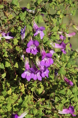 Maurandya barclayana