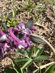 author not stated, no rights reserved Corydalis cava, photograph author not stated, no rights reserved