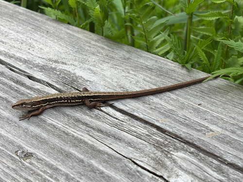 Japanese Grass Lizard