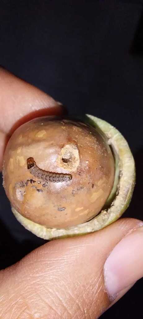 Macadamia Nut Borer