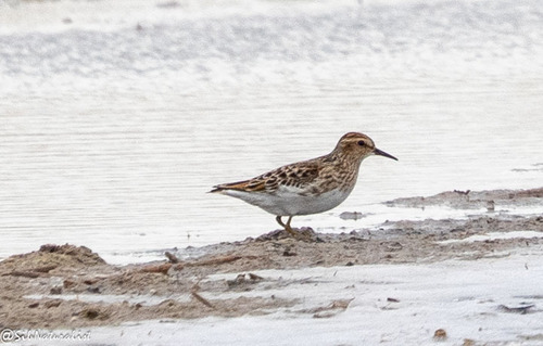 iNaturalist image