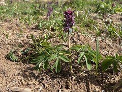 author not stated, no rights reserved Corydalis cava, photograph author not stated, no rights reserved