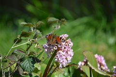 Aglais io