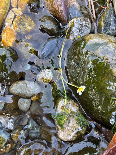 Ranunculus nipponicus submersus