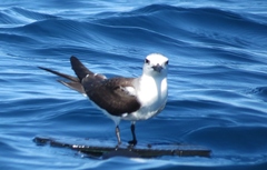 Onychoprion anaethetus