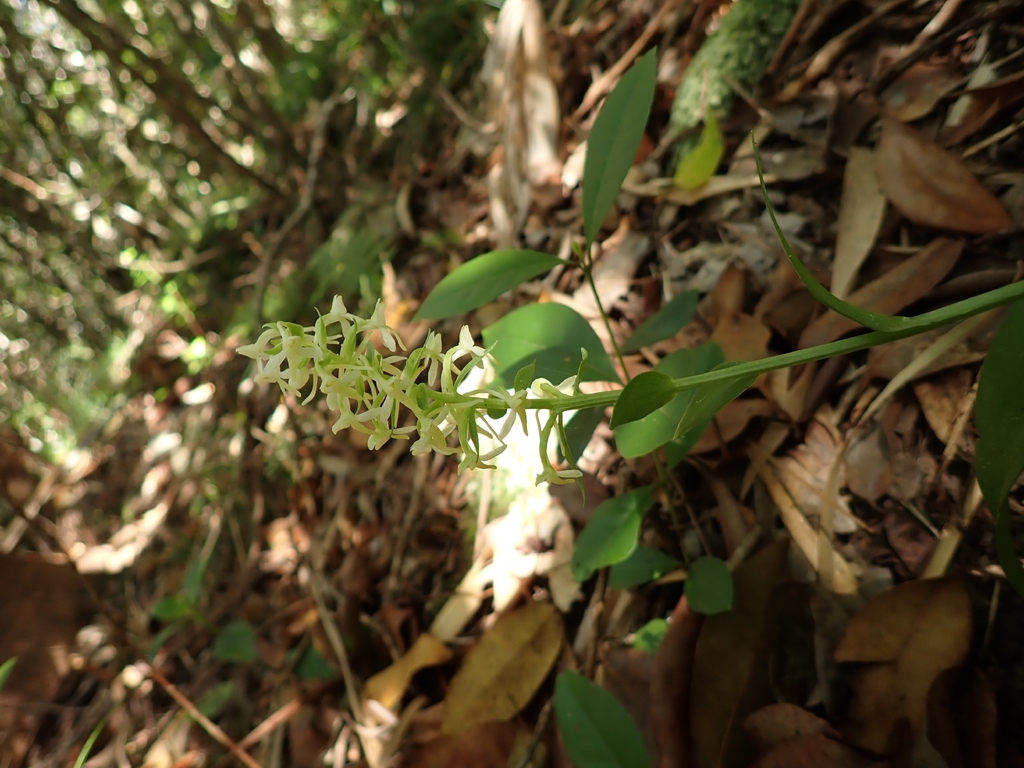 Platanthera boninensis