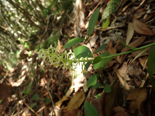 Platanthera boninensis iNat (1)