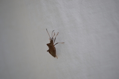 Coreus marginatus