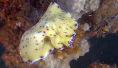 Pseudoceros laingensis