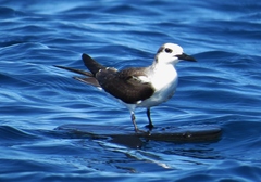 Onychoprion anaethetus