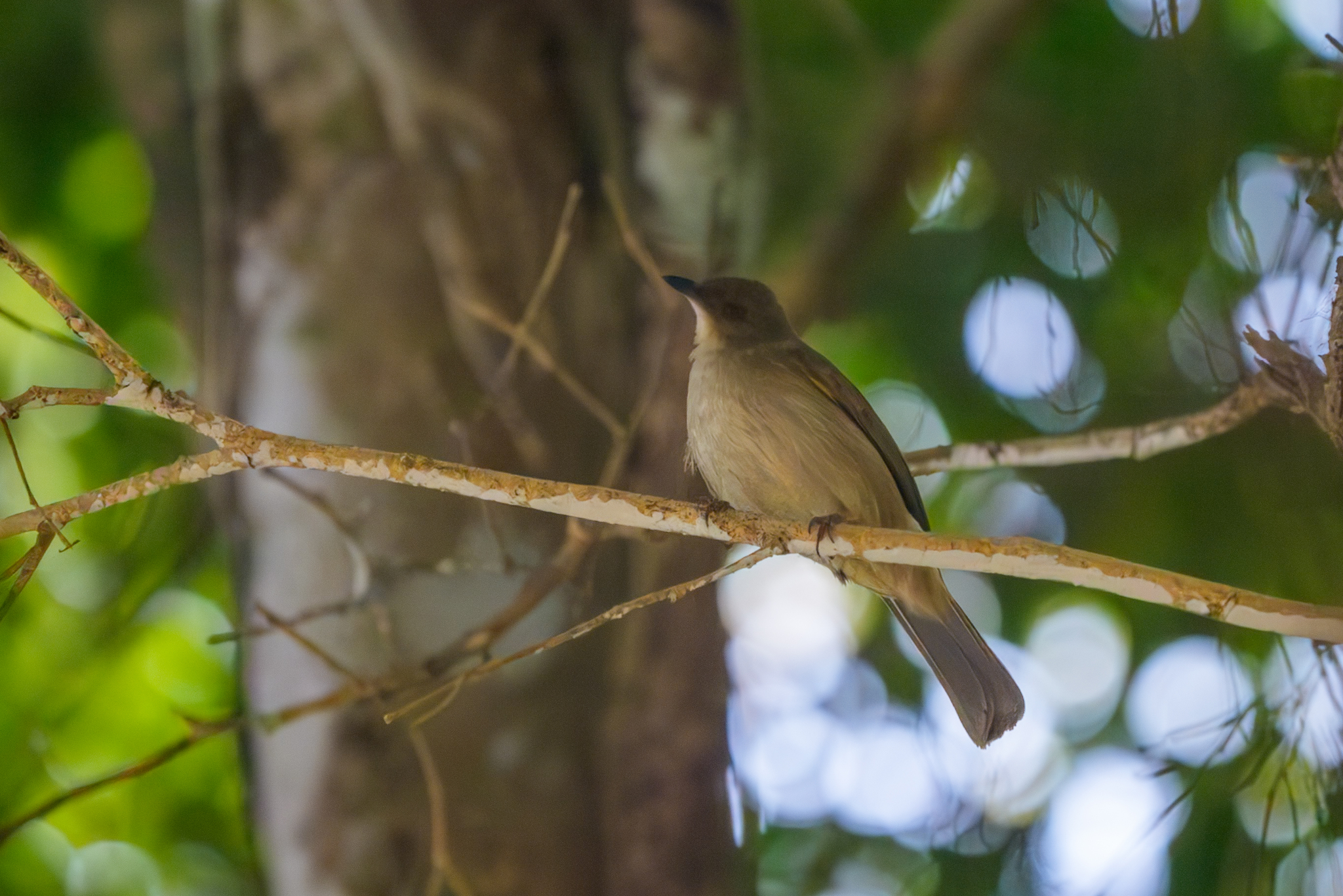 Olive-winged Bulbul (Pycnonotus plumosus), photo 5