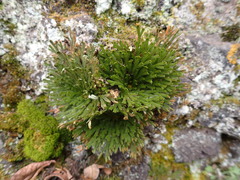 Selaginella tamariscina