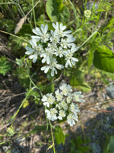Large-flowered Orlaya