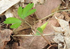 Corydalis intermedia