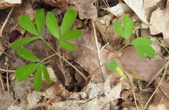 Corydalis intermedia