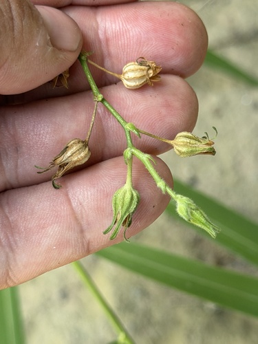 Nicotiana repanda, photograph 6