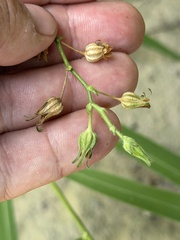 Nicotiana repanda, photograph (c) Ian McFaul, some rights reserved (CC BY)
