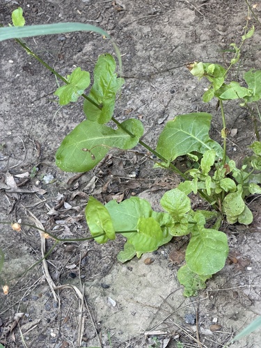 Nicotiana repanda, photograph 5