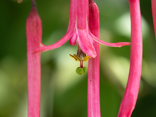 Passiflora trinervia, photograph 2