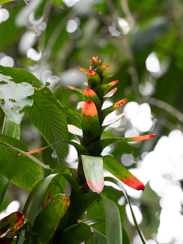 Guzmania gloriosa, photograph 3