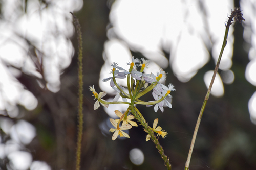 Epidendrum schistochilum, photograph 1