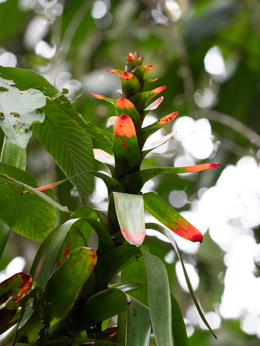 Guzmania gloriosa, photograph 2
