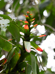 (c) William Stephens, some rights reserved (CC BY) Guzmania gloriosa, photograph (c) William Stephens, some rights reserved (CC BY)