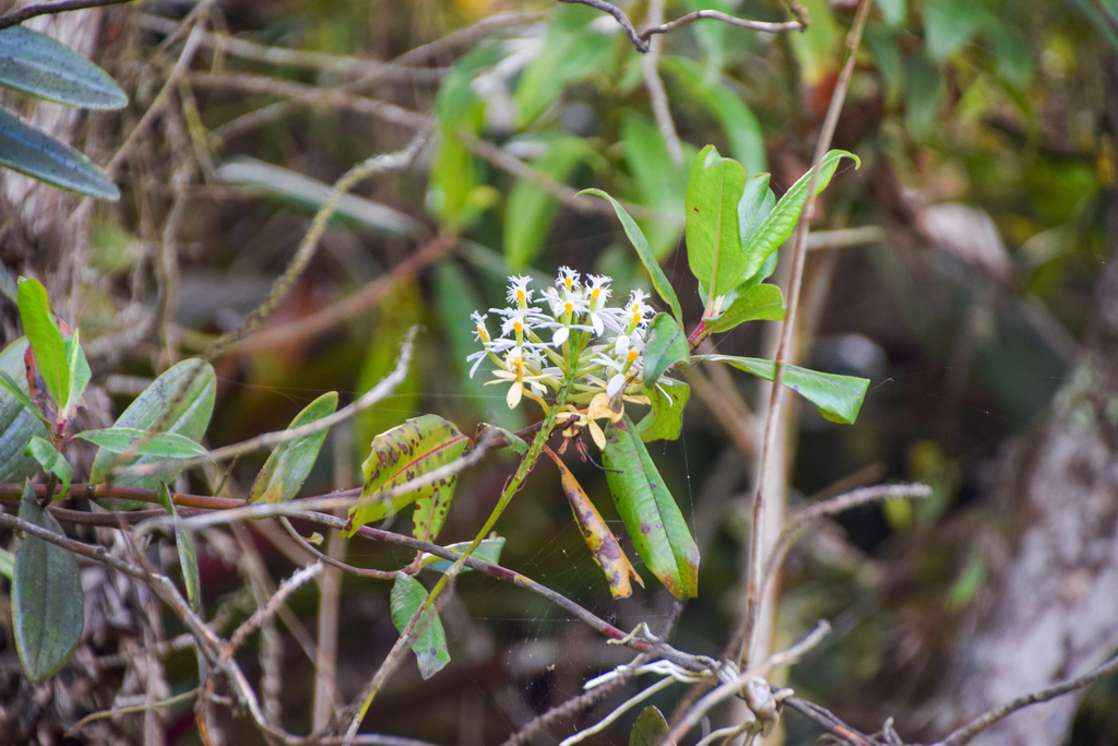 Epidendrum schistochilum; photograph (c) William Stephens, some rights reserved (CC BY)