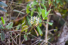 Epidendrum schistochilum