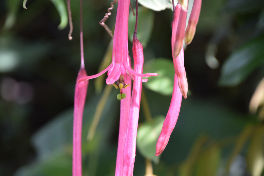 Passiflora trinervia; photograph (c) William Stephens, some rights reserved (CC BY)
