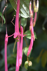 Passiflora trinervia