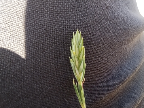 Crucianella angustifolia