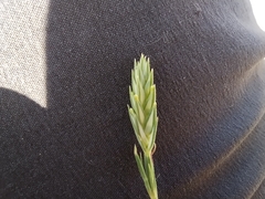 Crucianella angustifolia