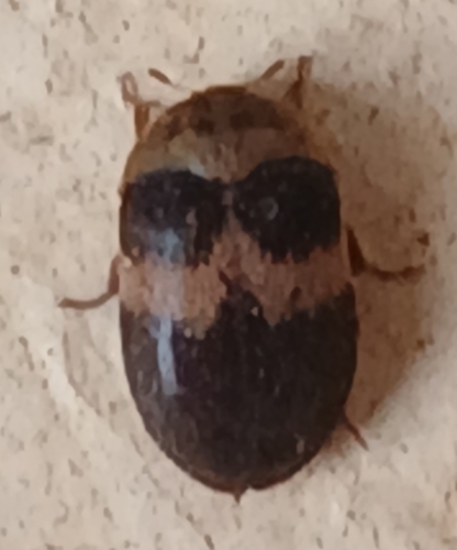 Banded Black Carpet Beetle