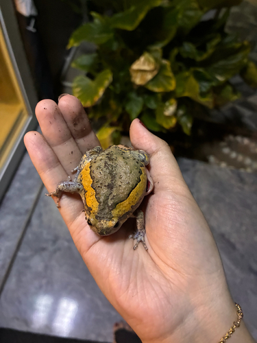 Asian Painted Frog