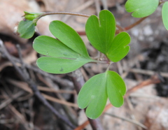 Corydalis intermedia
