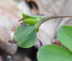 Corydalis intermedia